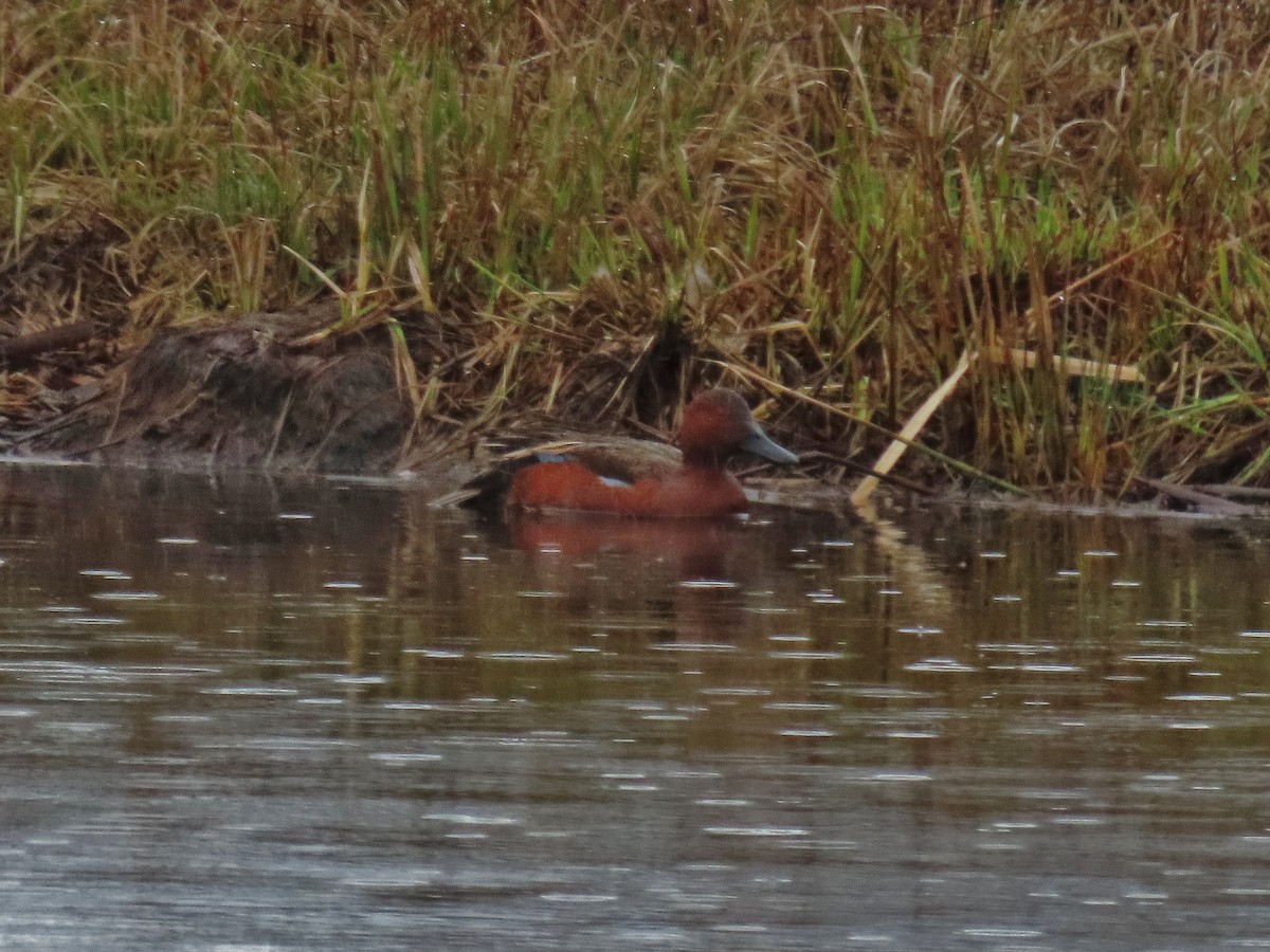 Cinnamon Teal - ML330088271