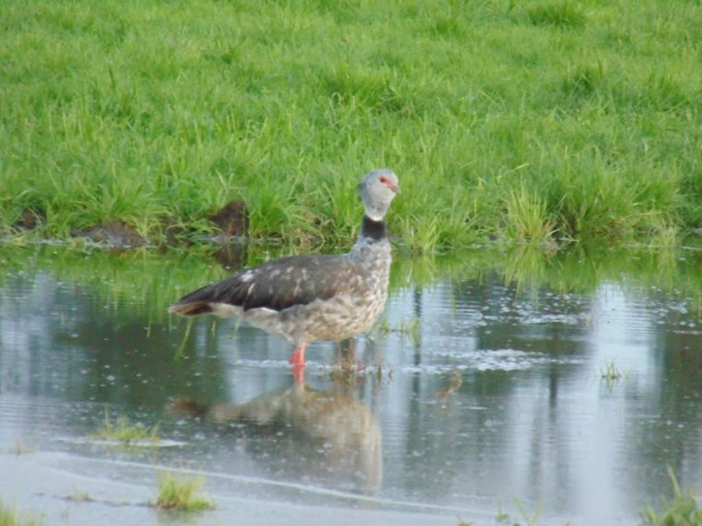 Southern Screamer - Javier Garrido Díaz