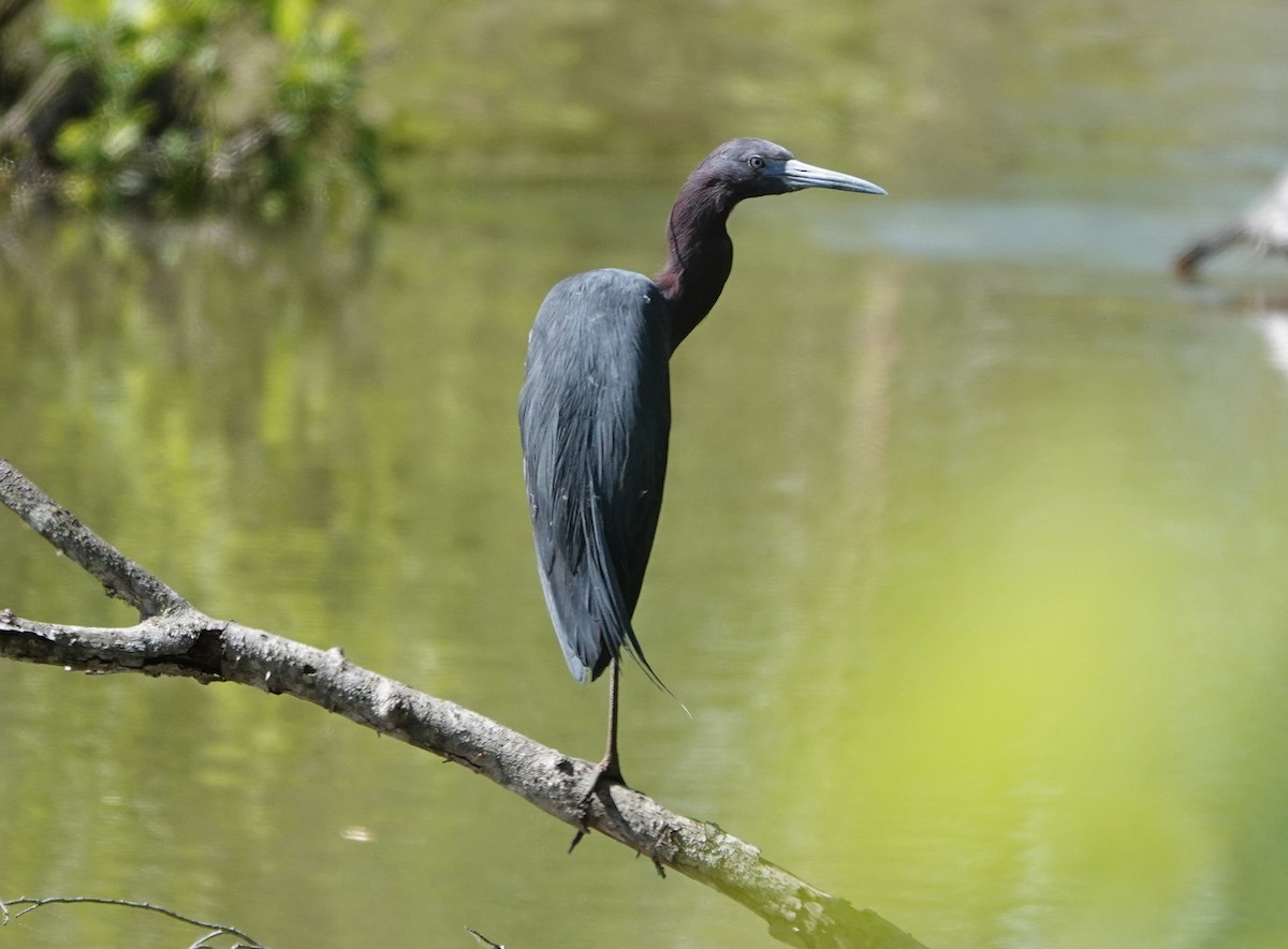 Little Blue Heron - ML330092301