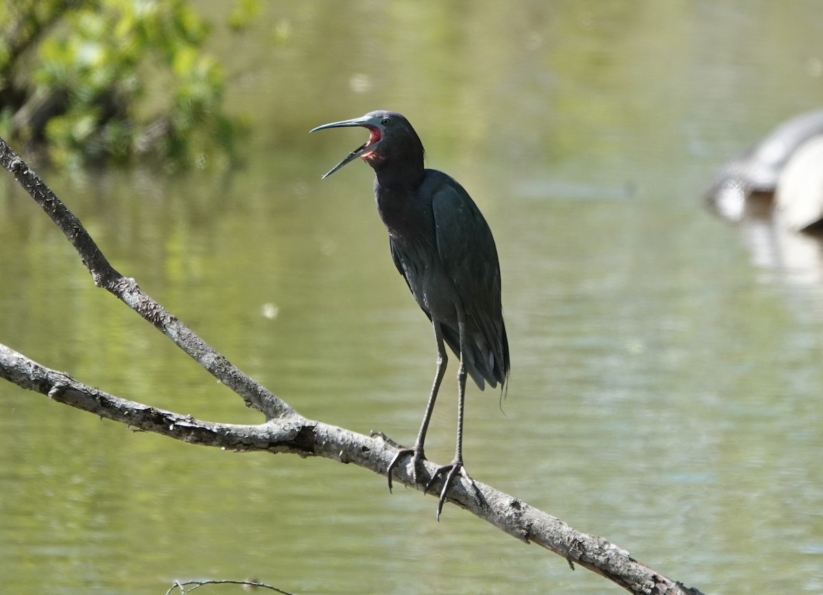 Little Blue Heron - ML330092351