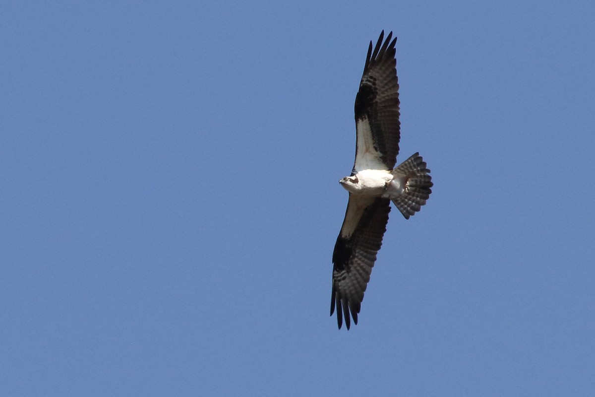 Osprey - Robert Martin