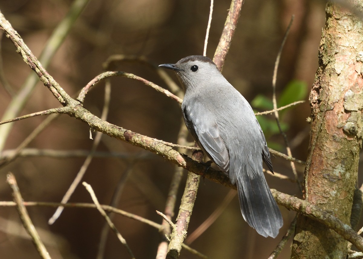 Gray Catbird - Guy Babineau