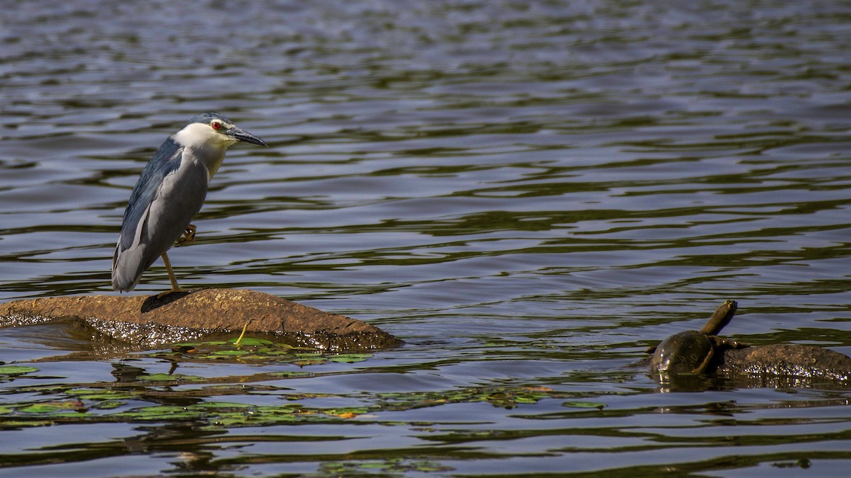 Black-crowned Night Heron - Parmil Kumar