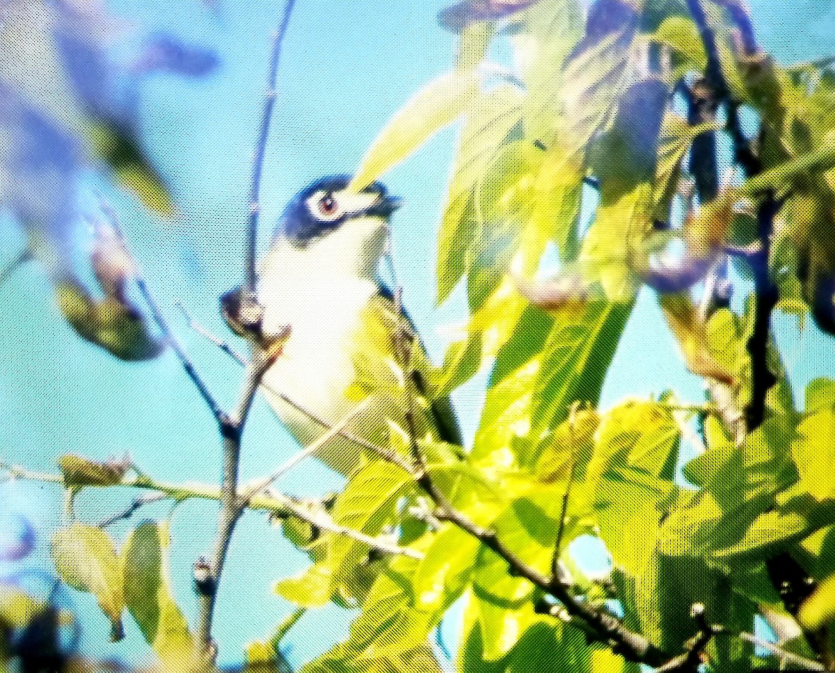 Black-capped Vireo - Richard Wilde