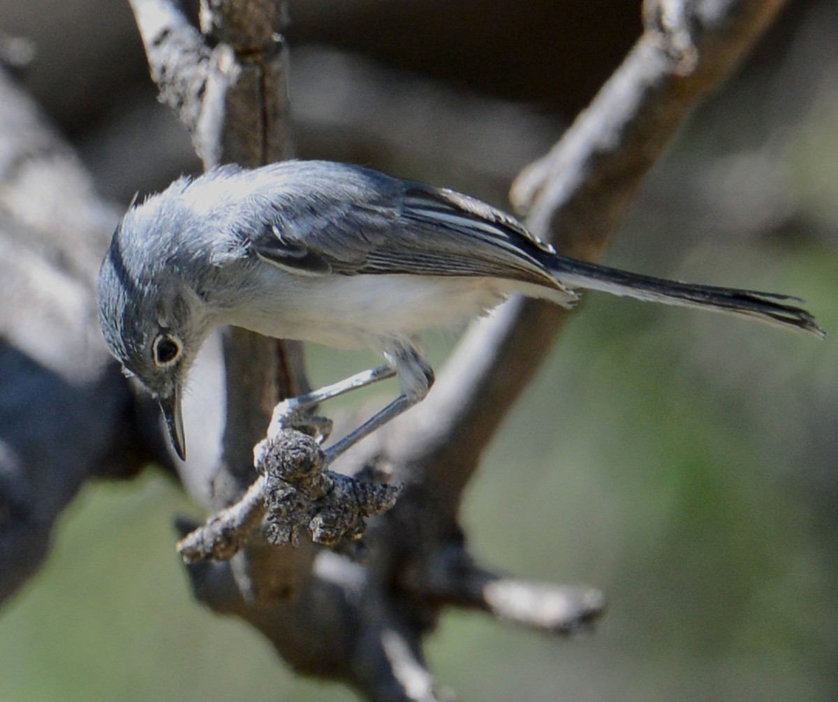 Black-tailed Gnatcatcher - ML330098911