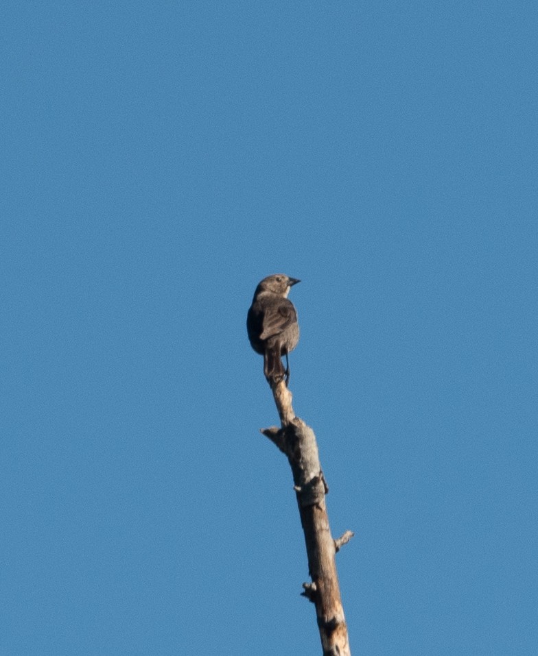 Brown-headed Cowbird - ML330099821
