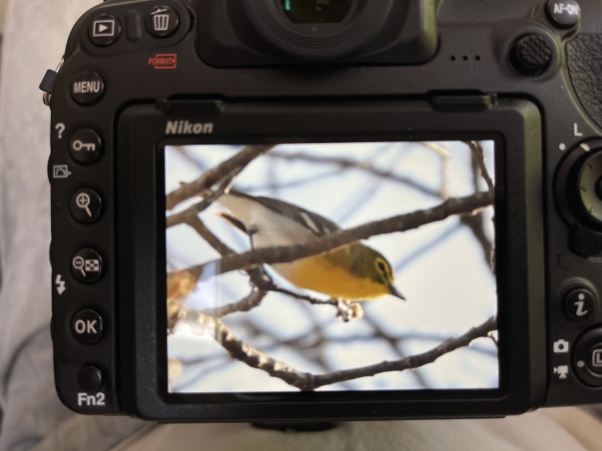 Yellow-throated Vireo - ML330100681