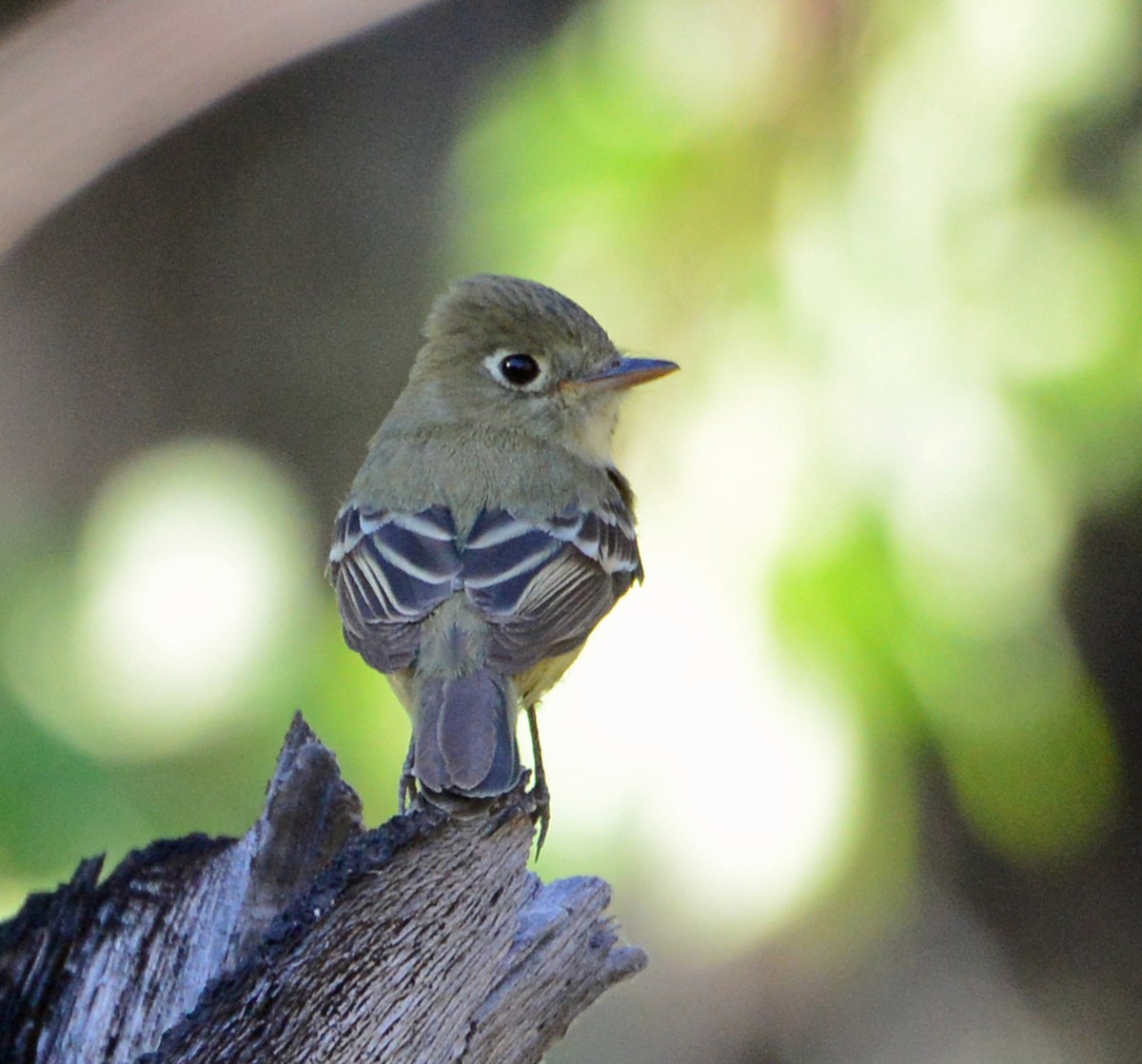 Western Flycatcher (Pacific-slope) - ML330101241