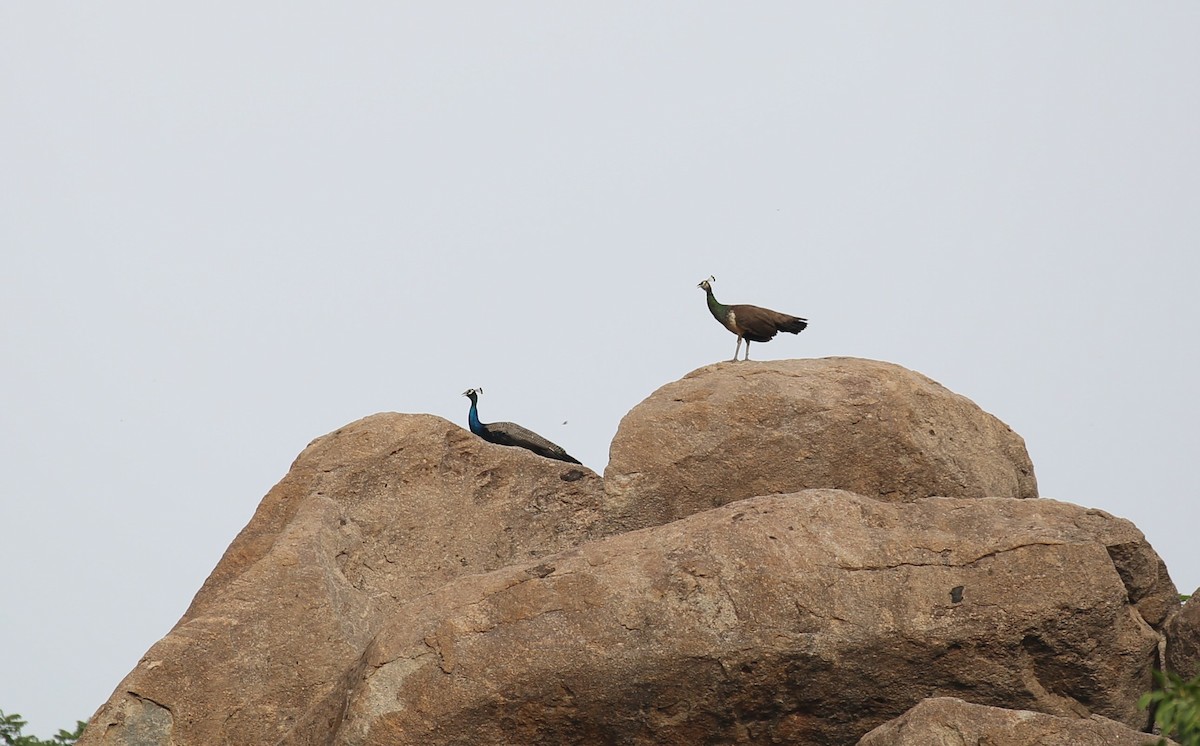 Indian Peafowl - ML33010601