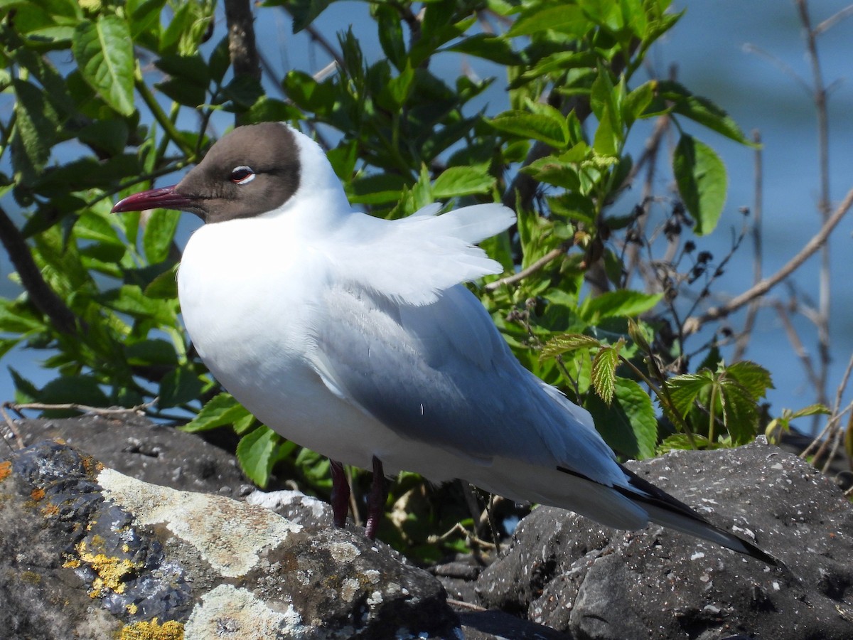 Mouette rieuse - ML330106141