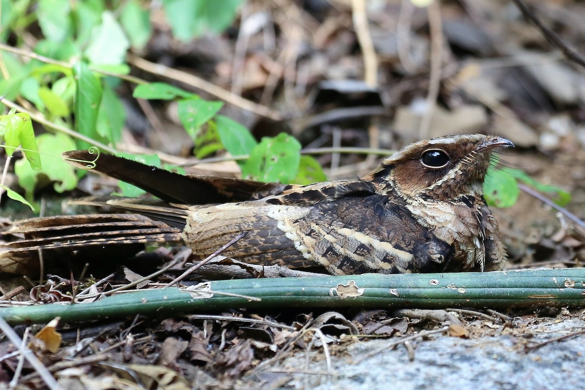 Jerdon's Nightjar - Surendhar Boobalan