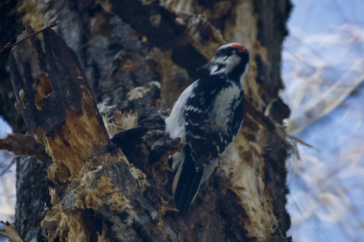 Hairy Woodpecker - ML330107371