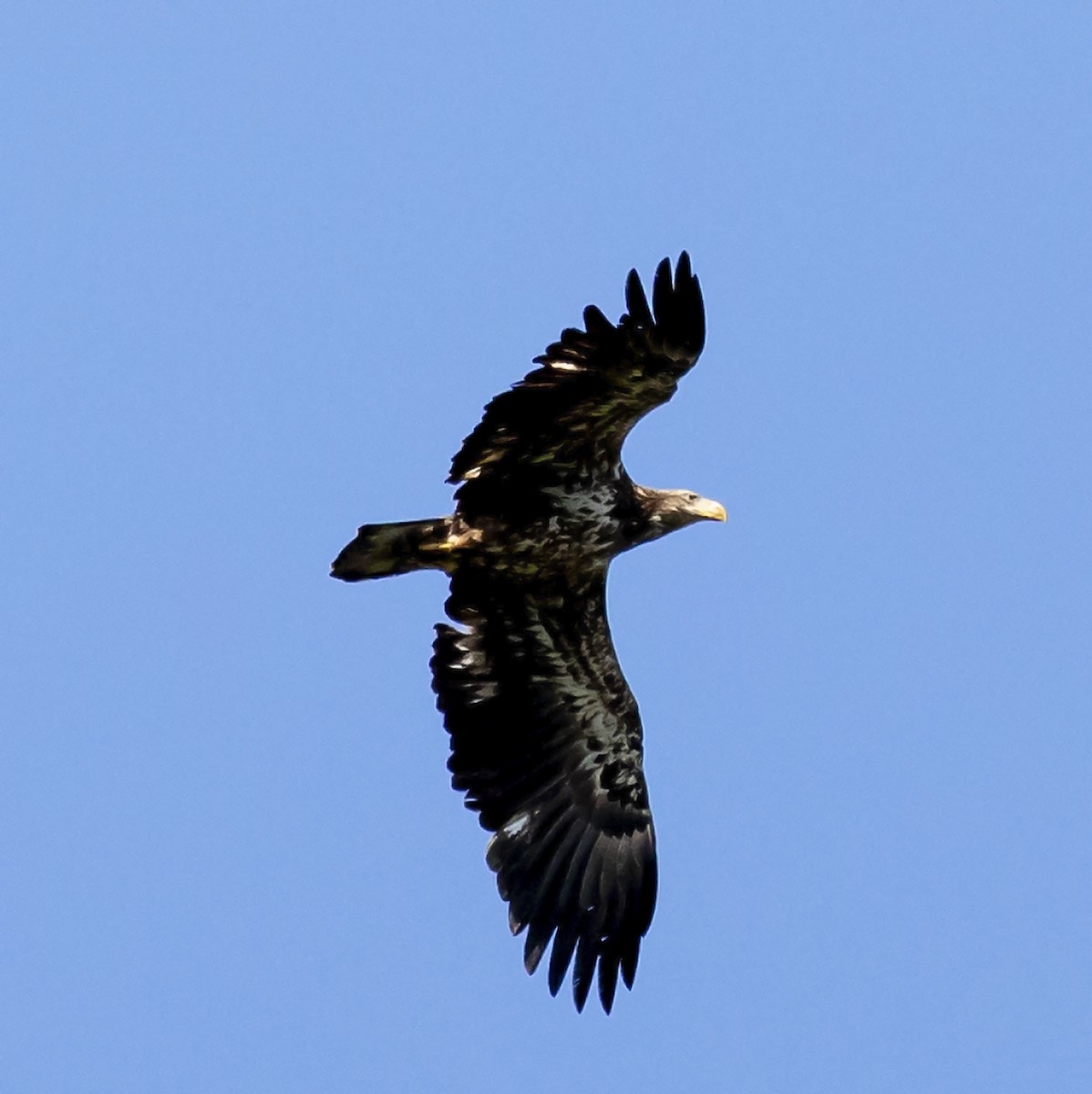 Bald Eagle - ML330107441