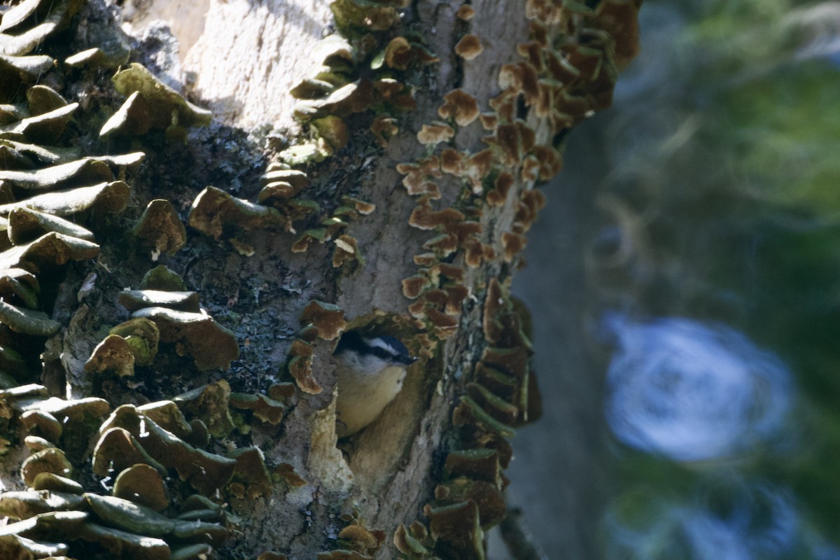 Red-breasted Nuthatch - ML330107481