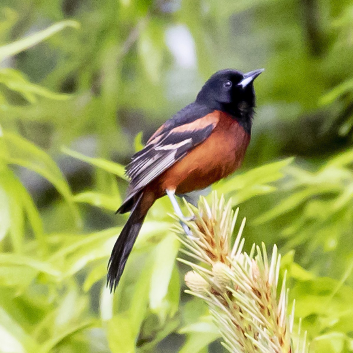 Orchard Oriole - ML330107861