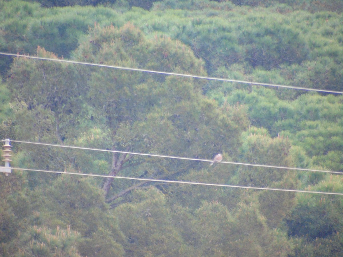 European Turtle-Dove - Otger Fortià Bonvehí