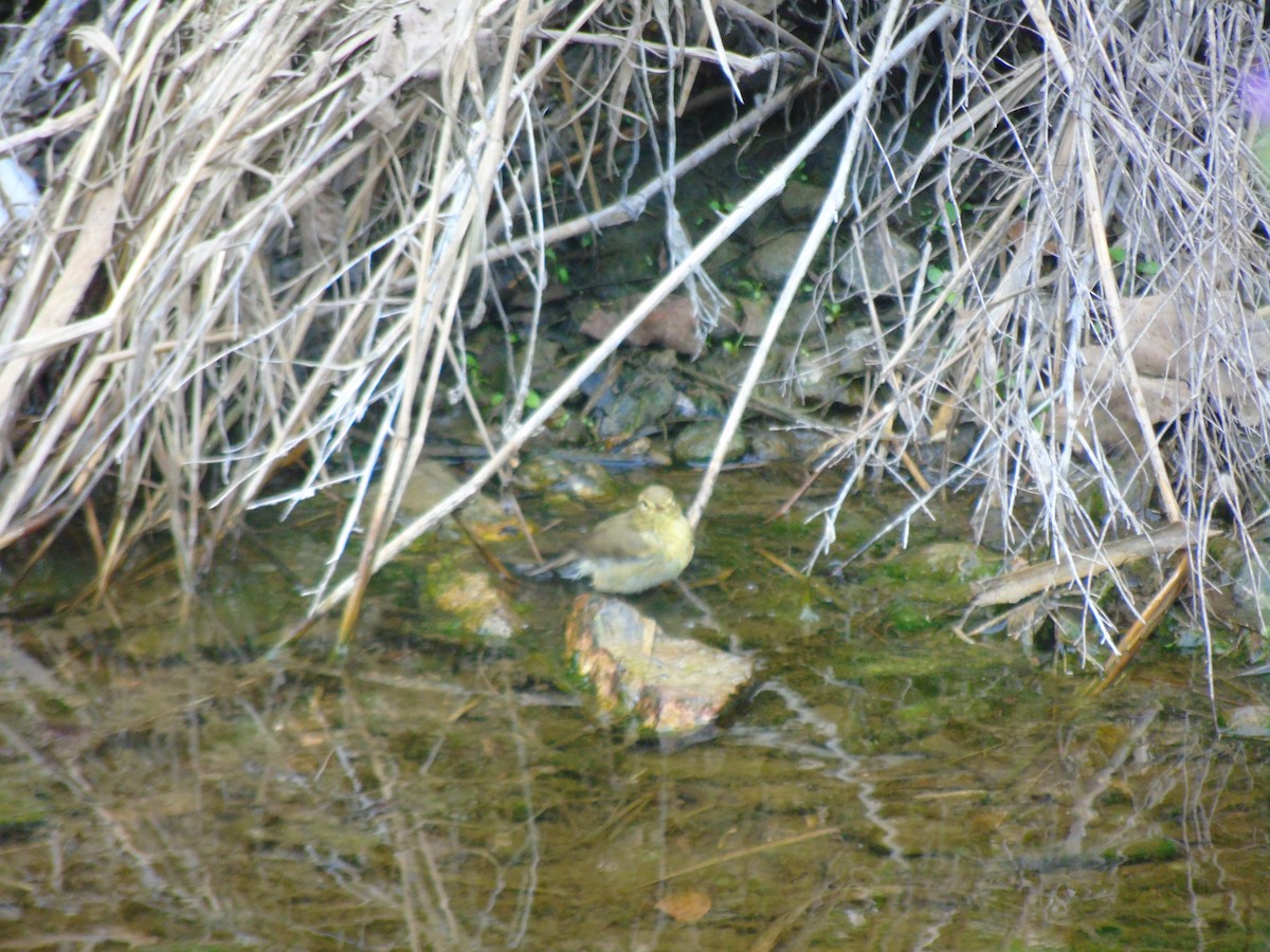 Common Chiffchaff - ML330108511