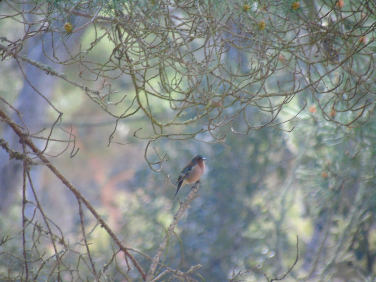 Common Chaffinch - ML330109201