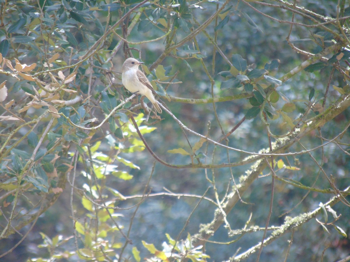 Spotted Flycatcher - ML330109341