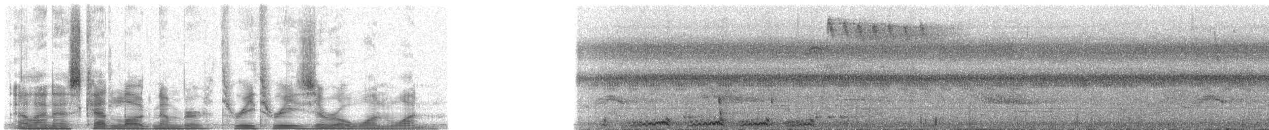 Carpophage de Pauline (paulina) - ML33011