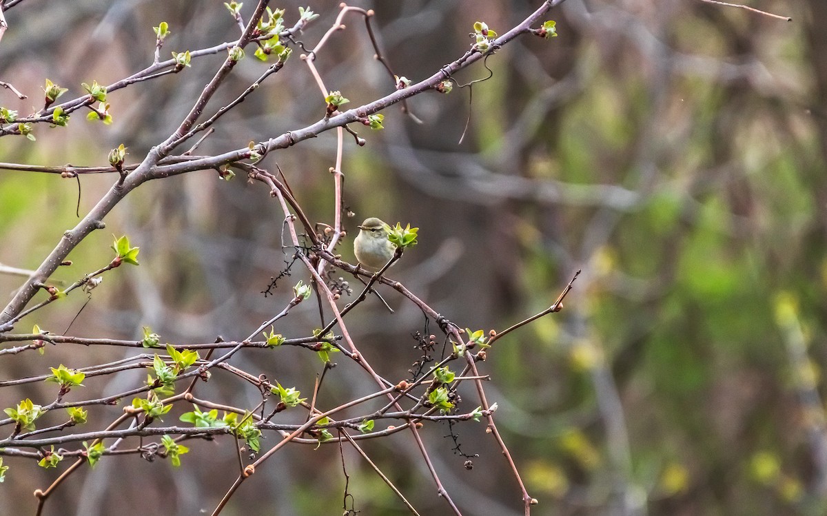 Yellow-browed Warbler - ML330110841
