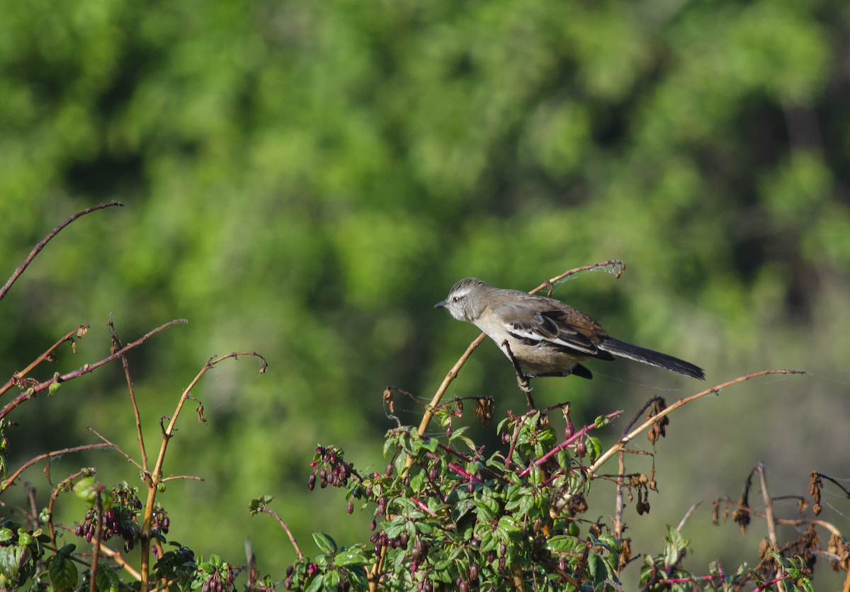 White-banded Mockingbird - ML330112171