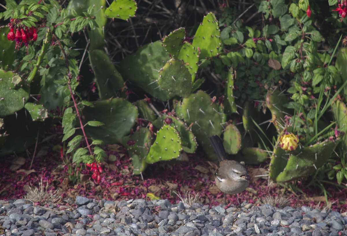 White-banded Mockingbird - ML330112451