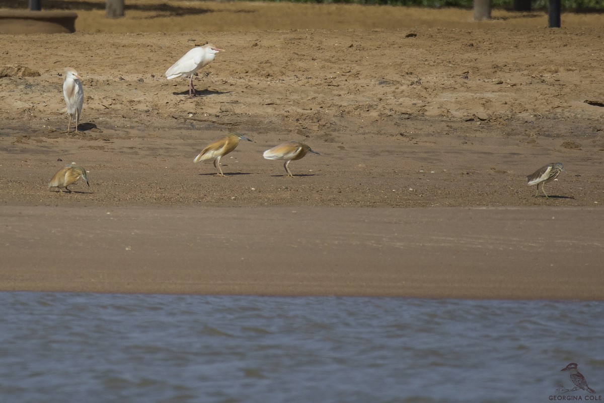 Squacco Heron - Georgina Cole