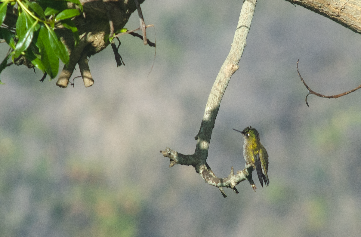 Green-backed Firecrown - ML330113641