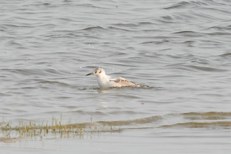 Bonaparte's Gull - ML330113991