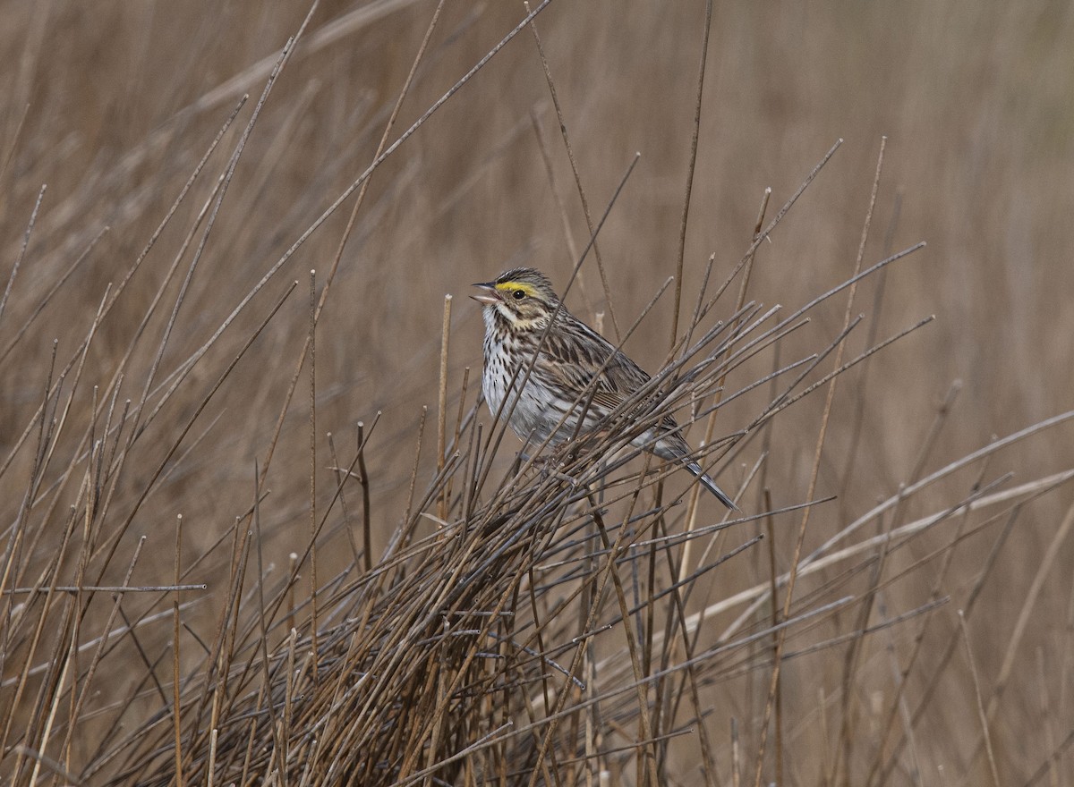 Savannah Sparrow - ML330115001