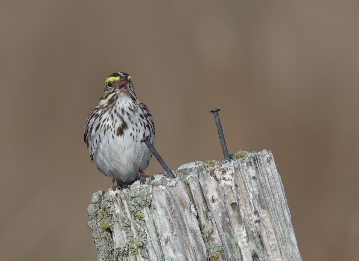 Savannah Sparrow - ML330115021