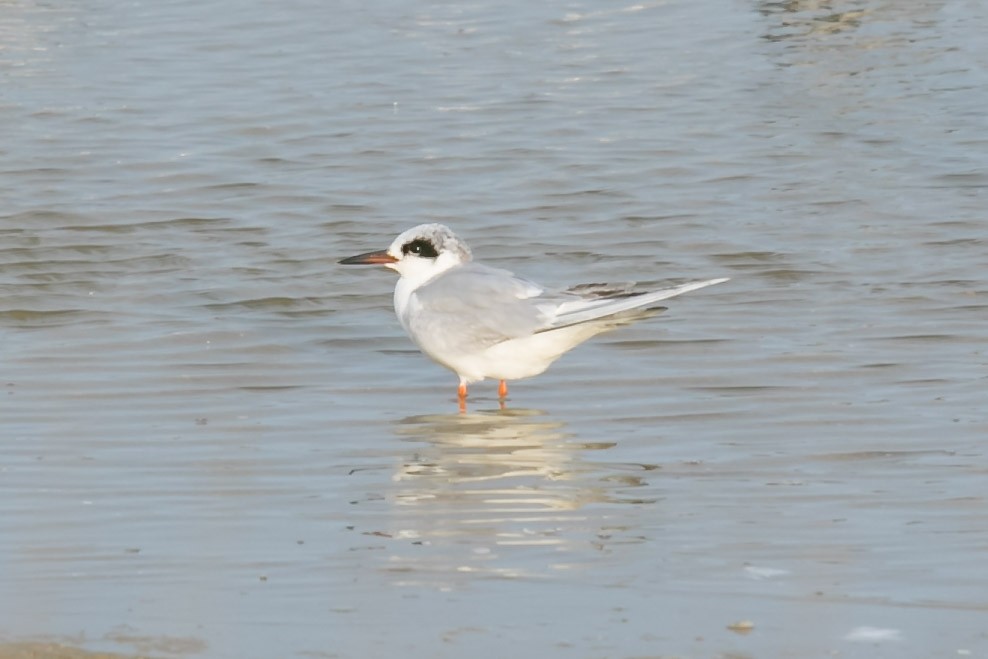 Forster's Tern - ML330115031