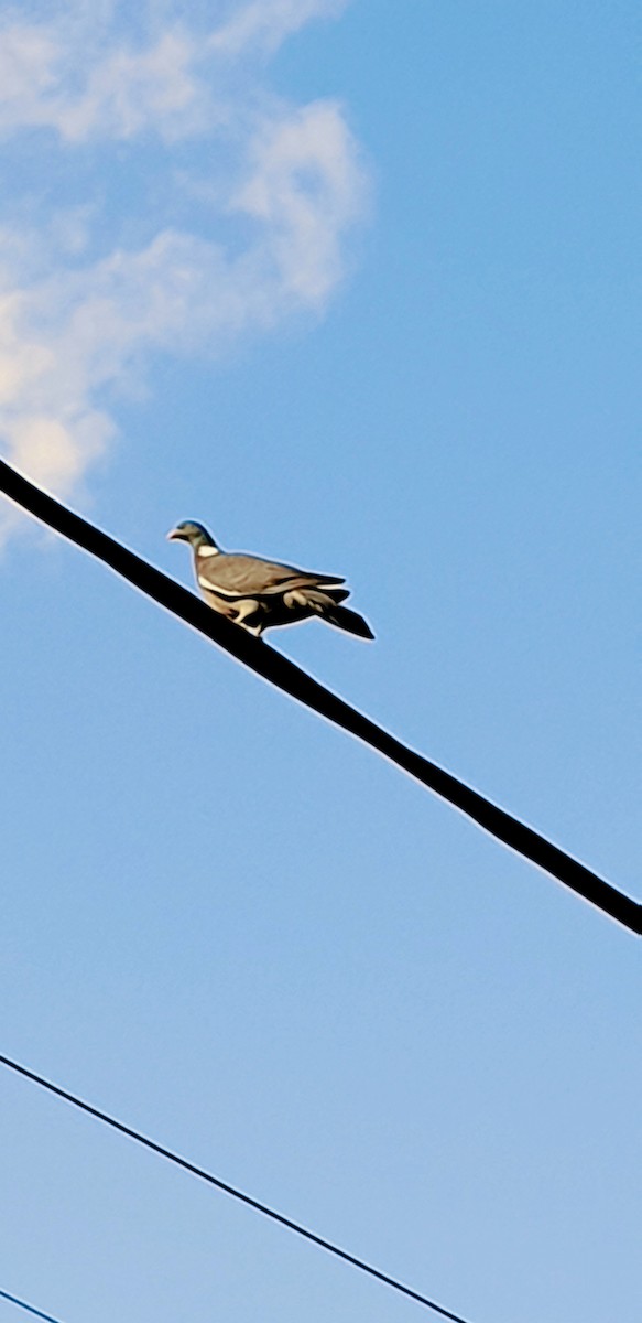 Common Wood-Pigeon - ML330115451