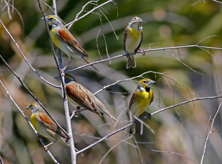 Dickcissel d'Amérique - ML330115481