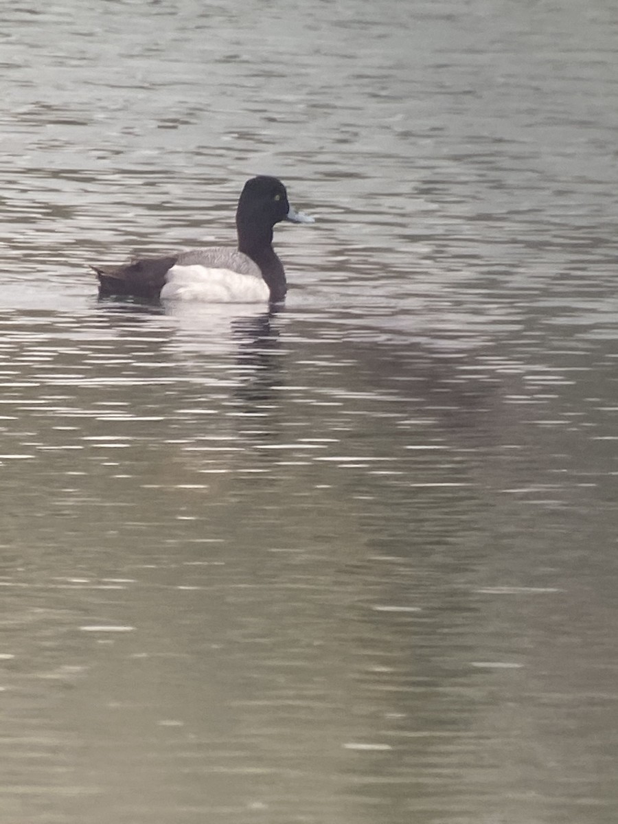 Lesser Scaup - ML330116671