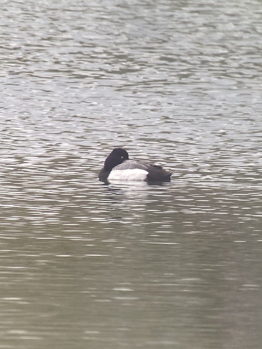 Lesser Scaup - ML330116681