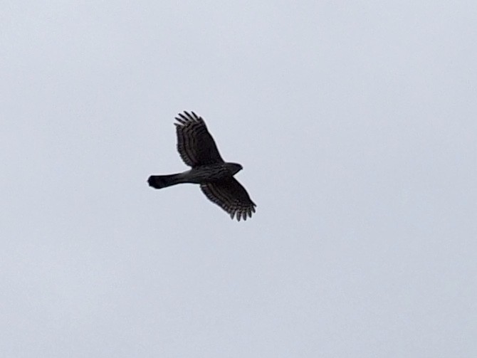 Cooper's Hawk - ML330117071