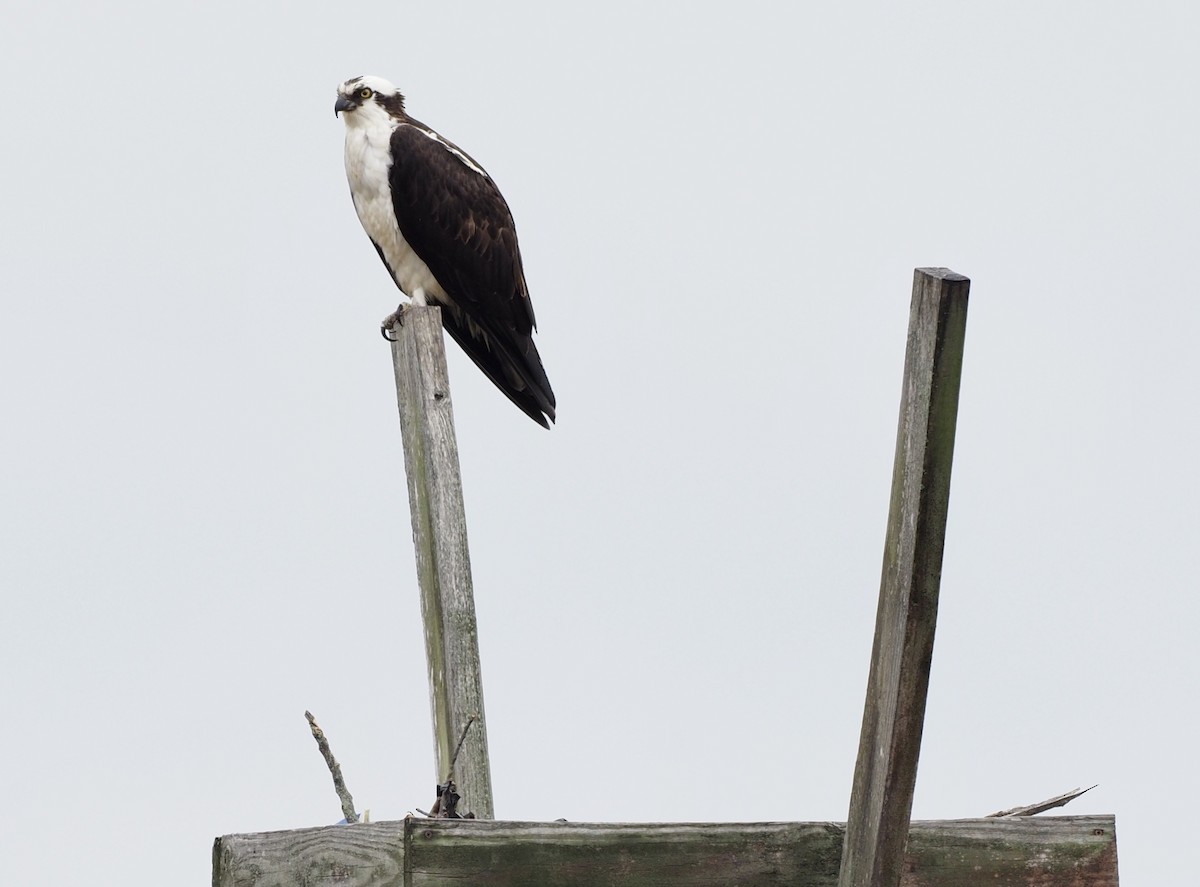 Загасч явлаг - ML330117181