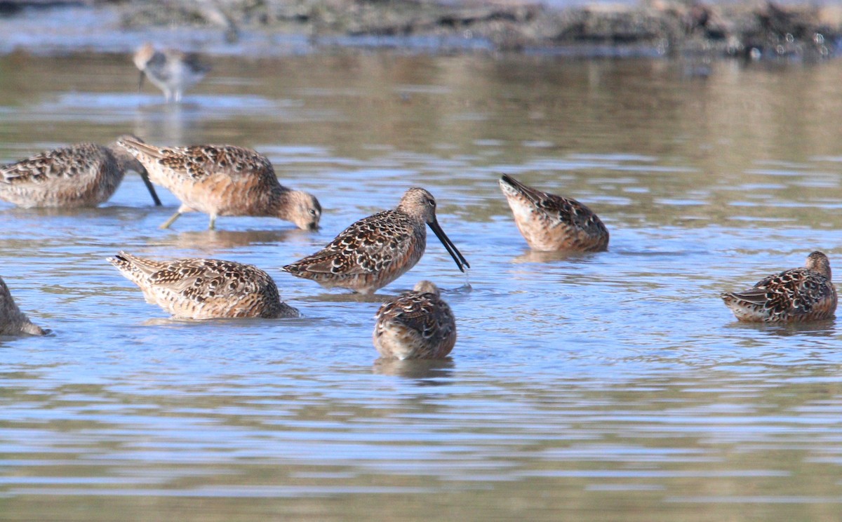 Long-billed Dowitcher - Manuel Duran