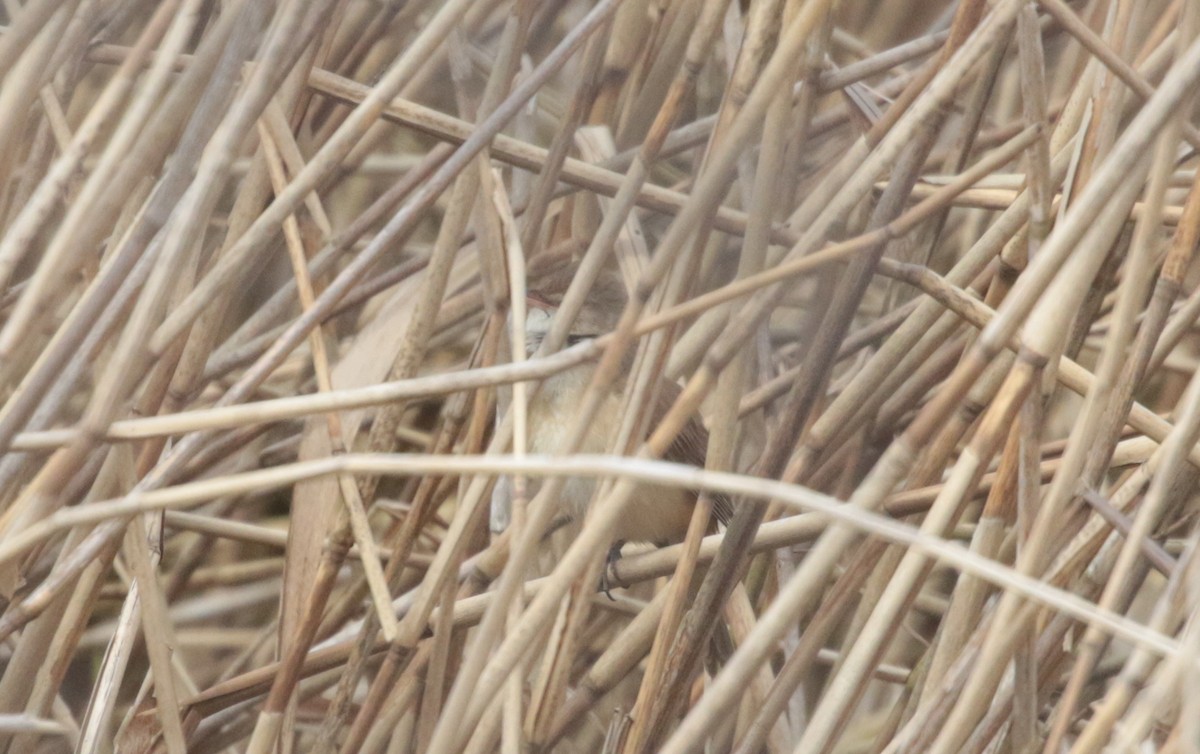 Great Reed Warbler - ML330118831