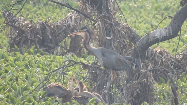 Purple Heron - ML330120571