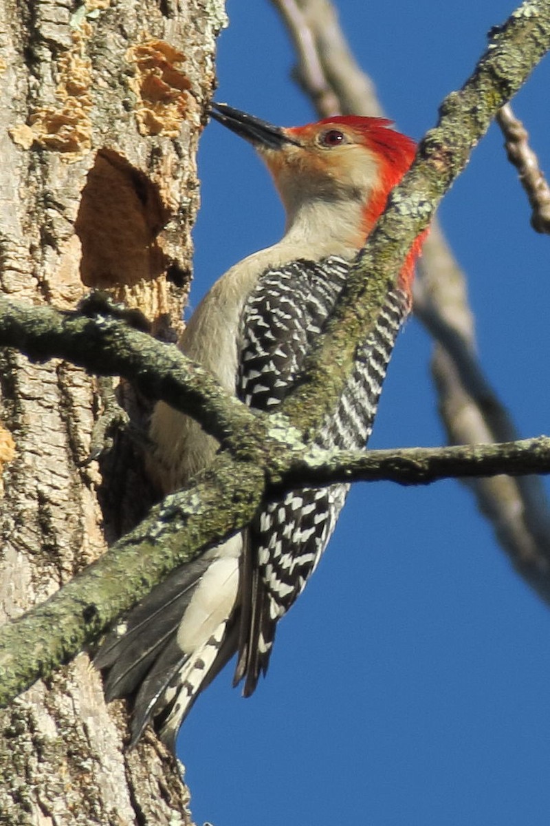 lundspett - ML330120651