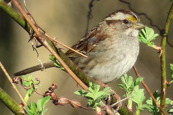 hvitstrupespurv - ML330121081