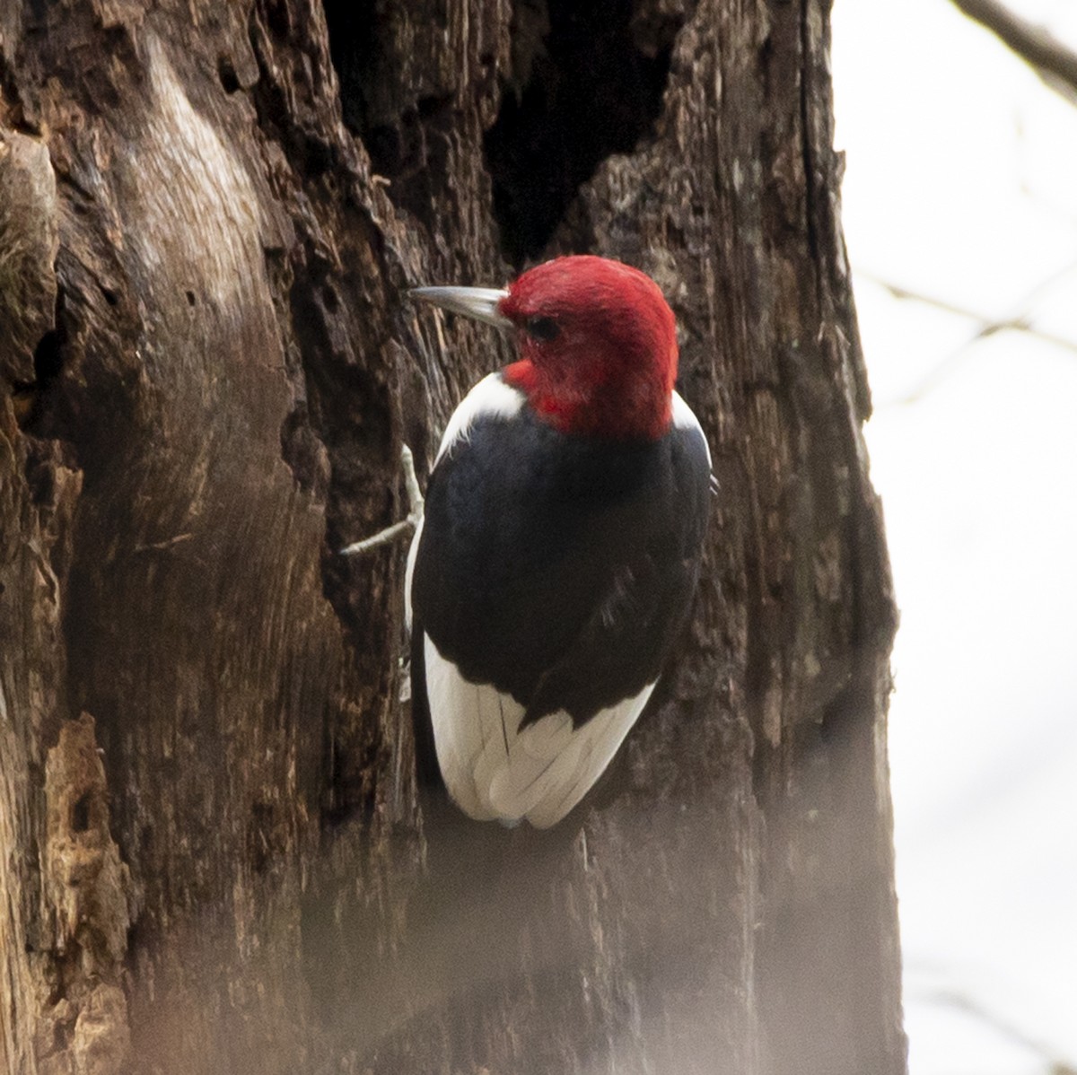 Red-headed Woodpecker - ML330121281