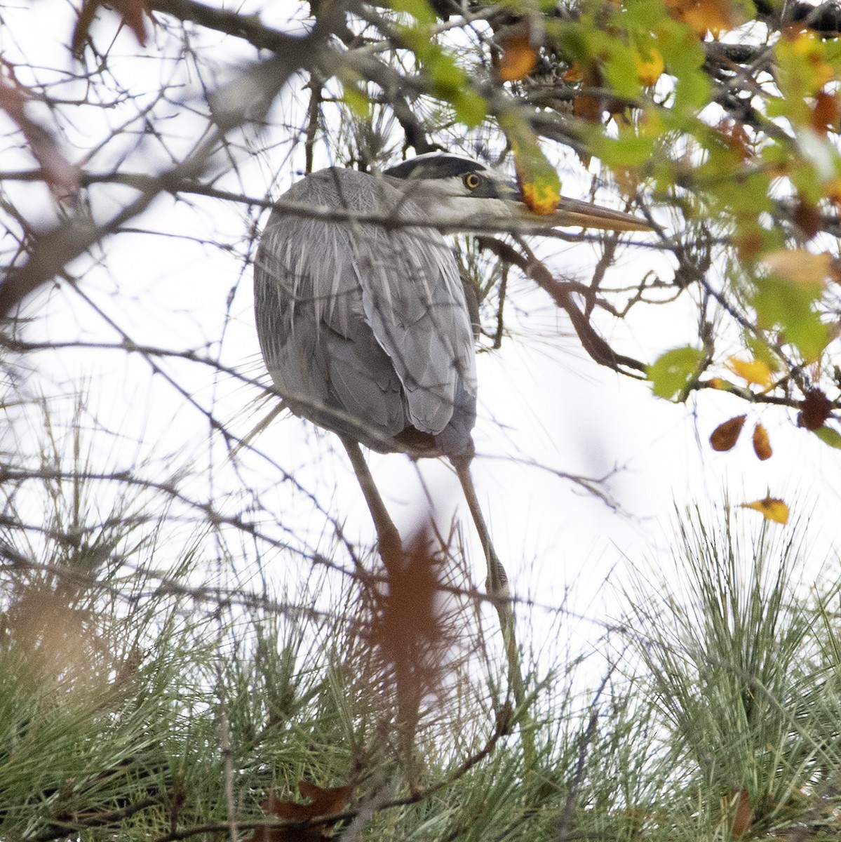 Great Blue Heron - ML330121511