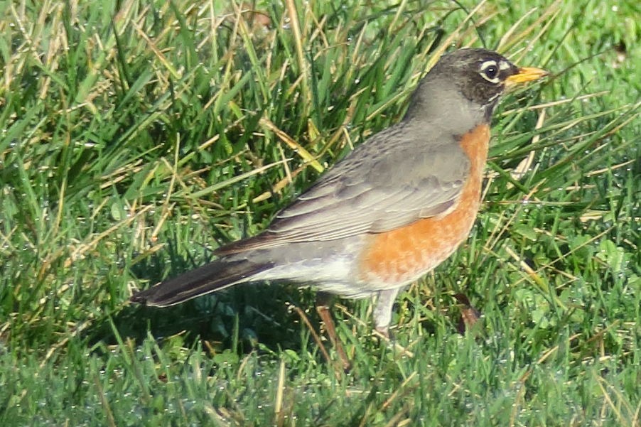 vandretrost - ML330121521