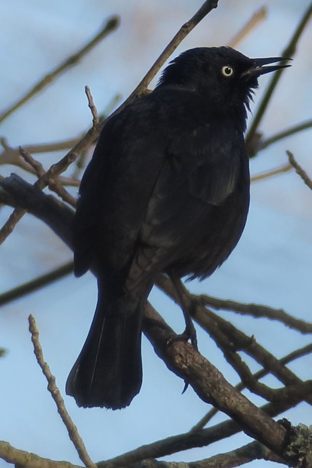 kanadatrupial - ML330121811