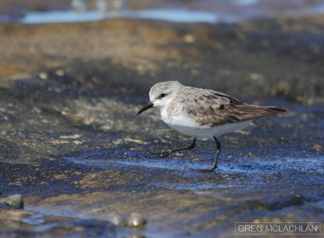 Red-necked Stint - Greg McLachlan