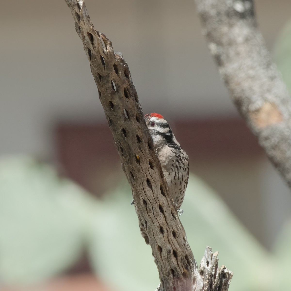 Ladder-backed Woodpecker - ML330122061